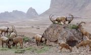 امروز دومین نمایشگاه عکس معدن در خانه هنرمندان افتتاح می شود 